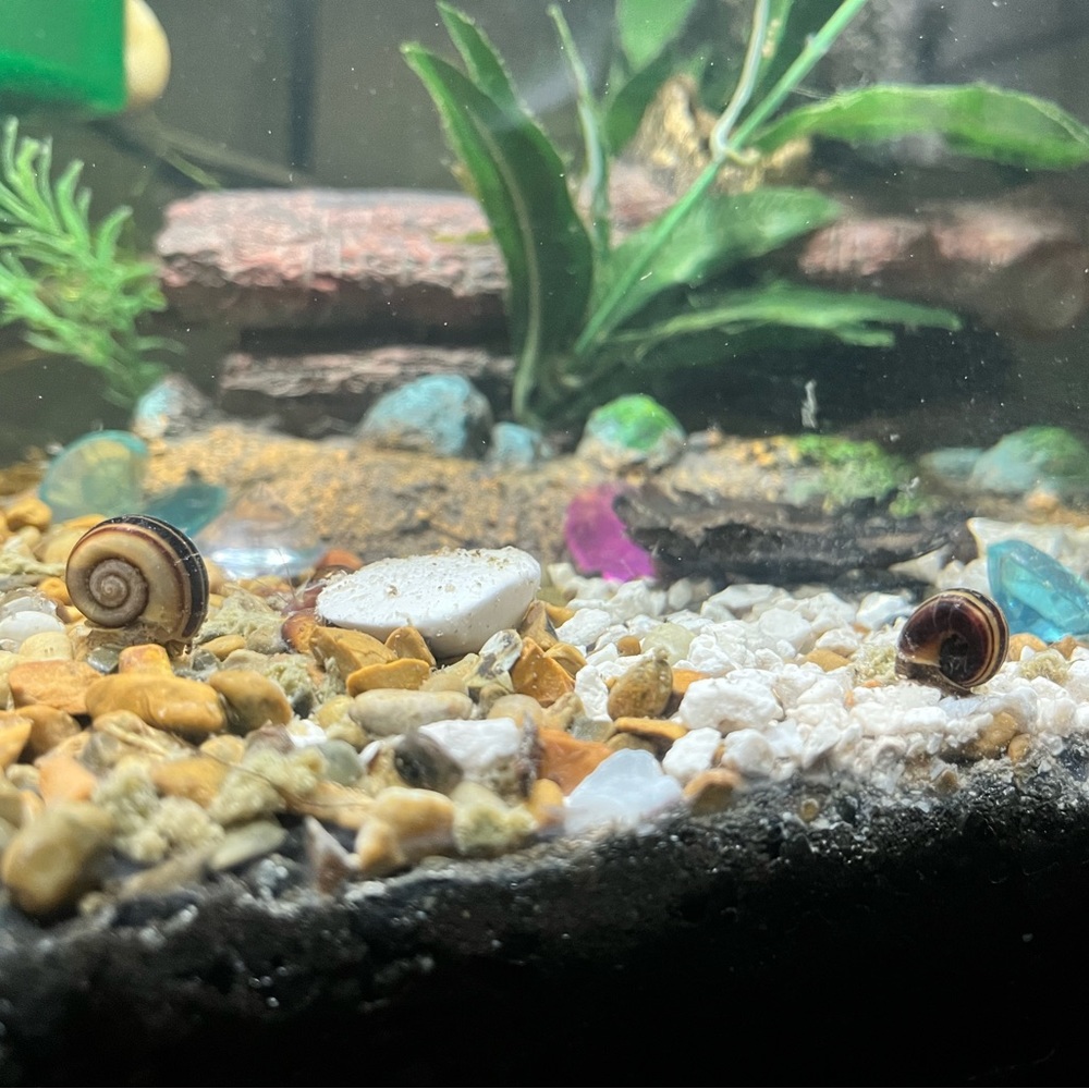 *RARER* Two Juvenile GIANT Colombian Ramshorn 🐌